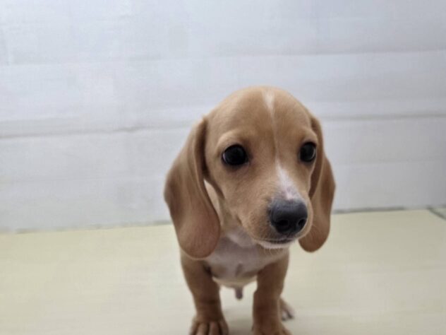 山形県のミニチュアダックスフンド(ロング) (アミーゴ米沢店/2025年12月29日生まれ/男の子/クリーム)の子犬の1枚目の画像