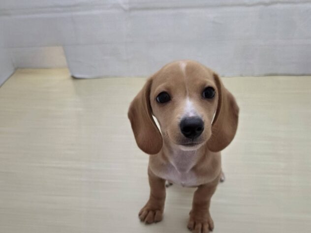 山形県のミニチュアダックスフンド(ロング) (アミーゴ米沢店/2025年12月29日生まれ/男の子/クリーム)の子犬の2枚目の画像