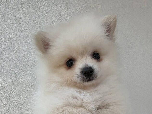 山形県のポメラニアン (アミーゴ米沢店/2026年1月14日生まれ/男の子/クリーム)の子犬