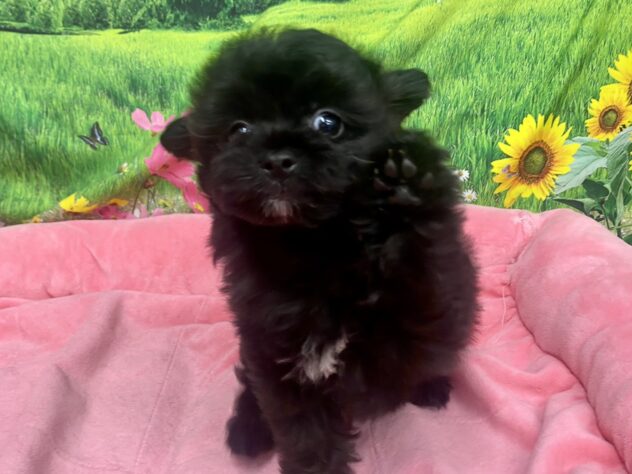 和歌山県のハーフ犬・ミックス犬 (アミーゴ和歌山太田店/2026年1月15日生まれ/男の子/ブラックホワイト)の子犬の4枚目の画像