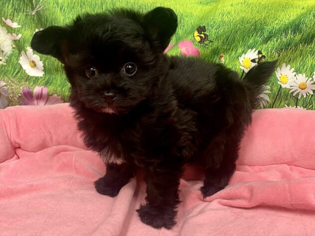 和歌山県のハーフ犬・ミックス犬 (アミーゴ和歌山太田店/2026年1月15日生まれ/男の子/ブラックホワイト)の子犬の3枚目の画像