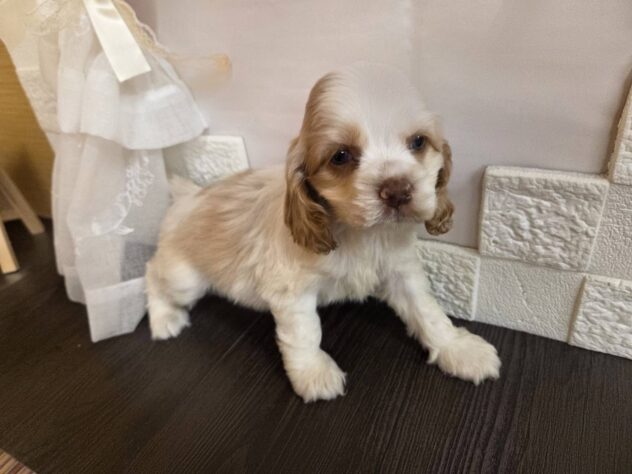 宮城県のアメリカンコッカースパニエル (アミーゴ古川駅前店/2026年1月16日生まれ/女の子/レッドホワイト)の子犬の1枚目の画像