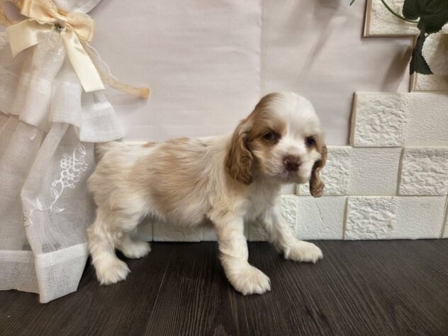 宮城県のアメリカンコッカースパニエル (アミーゴ古川駅前店/2026年1月16日生まれ/女の子/レッドホワイト)の子犬の2枚目の画像