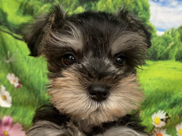 和歌山県のミニチュアシュナウザー (アミーゴ和歌山太田店/2026年1月18日生まれ/男の子/ソルトペッパー)の子犬の1枚目の画像