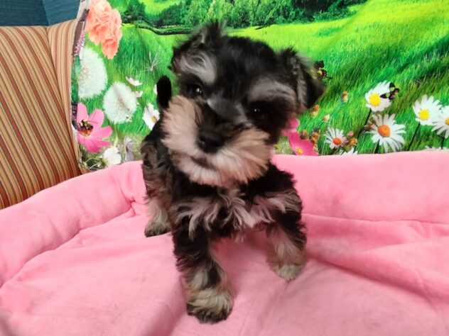 和歌山県のミニチュアシュナウザー (アミーゴ和歌山太田店/2026年1月18日生まれ/男の子/ソルトペッパー)の子犬の4枚目の画像