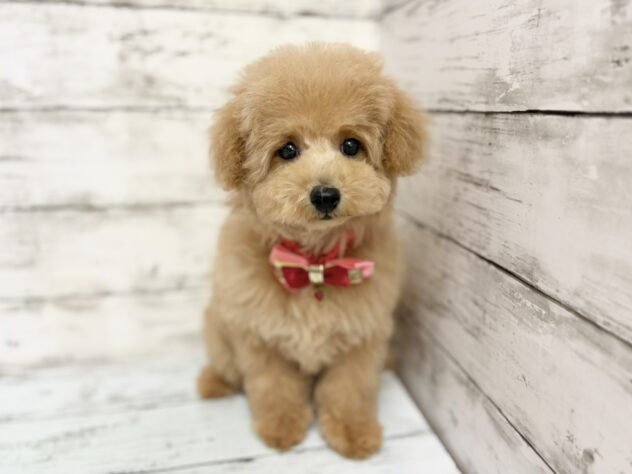 福島県のトイプードル(トイ) (アミーゴいわき店/2026年1月4日生まれ/女の子/アプリコット)の子犬の1枚目の画像