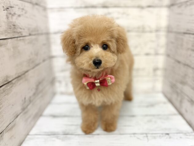 福島県のトイプードル(トイ) (アミーゴいわき店/2026年1月4日生まれ/女の子/アプリコット)の子犬の2枚目の画像