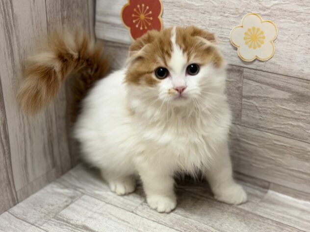 秋田県のスコティッシュフォールド (アミーゴ横手店/2025年11月13日生まれ/男の子/レッドタビーホワイト)の子猫