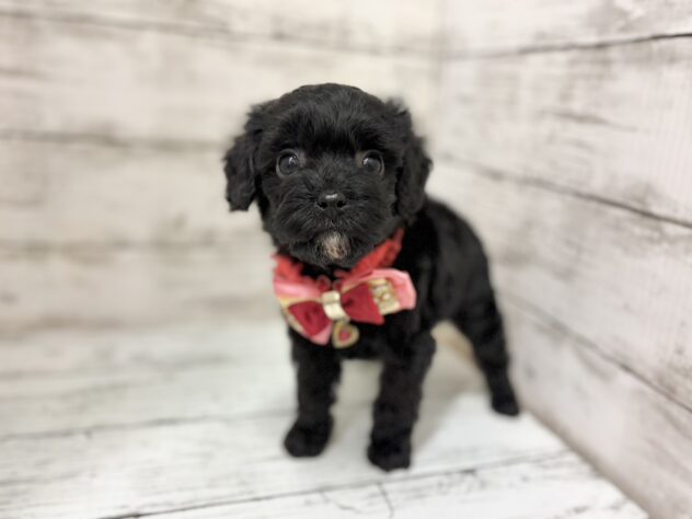 福島県のハーフ犬・ミックス犬 (アミーゴいわき店/2026年1月13日生まれ/女の子/01 ブラック系)の子犬の1枚目の画像