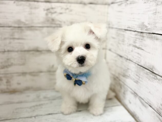 福島県のビションフリーゼ (アミーゴいわき店/2026年1月4日生まれ/男の子/ホワイト)の子犬の1枚目の画像