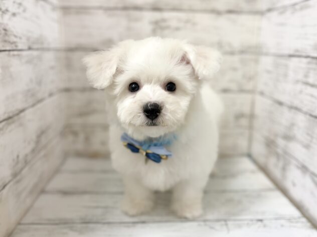 福島県のビションフリーゼ (アミーゴいわき店/2026年1月4日生まれ/男の子/ホワイト)の子犬の2枚目の画像