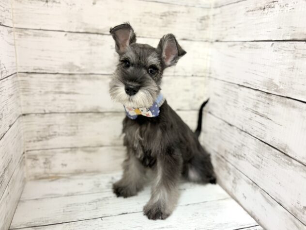 福島県のミニチュアシュナウザー (アミーゴいわき店/2025年12月31日生まれ/男の子/ソルトペッパー)の子犬の2枚目の画像