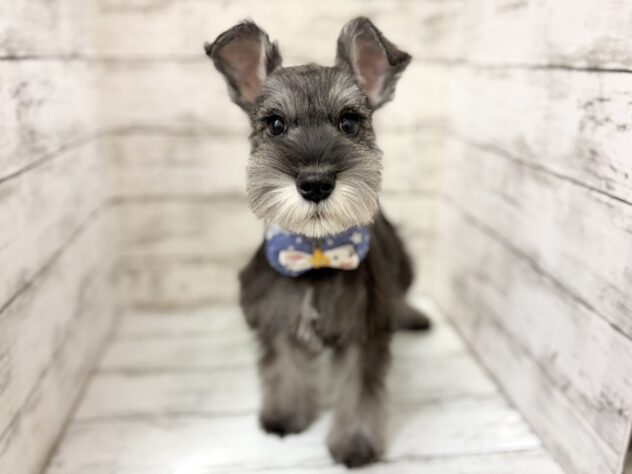 福島県のミニチュアシュナウザー (アミーゴいわき店/2025年12月31日生まれ/男の子/ソルトペッパー)の子犬の1枚目の画像