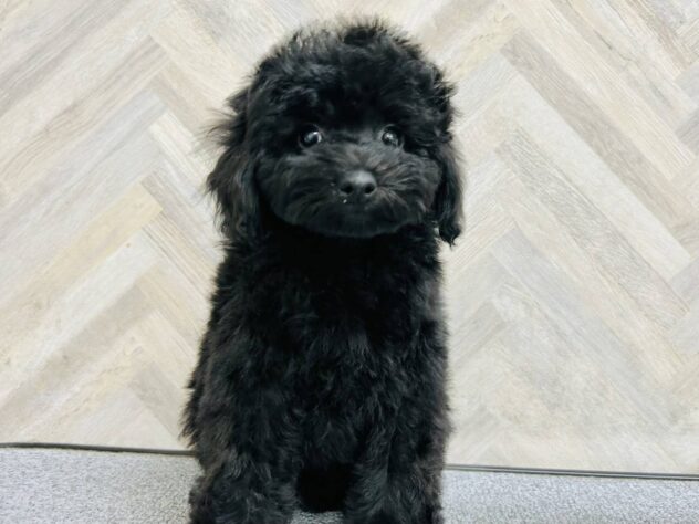 岡山県のトイプードル(トイ) (アミーゴ水島店/2026年1月16日生まれ/男の子/ブラック)の子犬