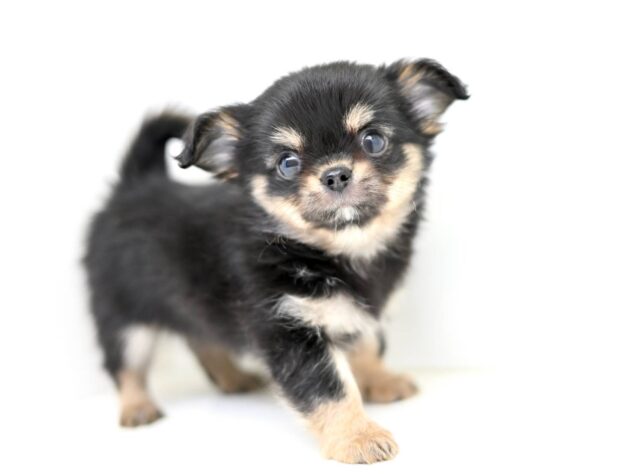 岡山県のチワワ(ロング) (アミーゴ中庄店/2026年1月17日生まれ/男の子/ブラックタンホワイト)の子犬の2枚目の画像