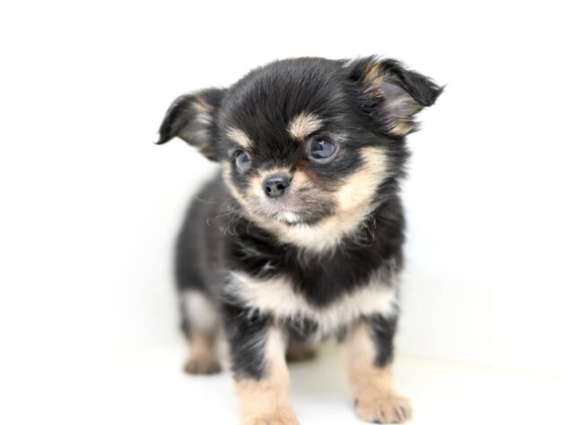 岡山県のチワワ(ロング) (アミーゴ中庄店/2026年1月17日生まれ/男の子/ブラックタンホワイト)の子犬の1枚目の画像