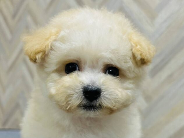 岡山県のハーフ犬・ミックス犬 (アミーゴ水島店/2026年1月3日生まれ/女の子/クリーム)の子犬の3枚目の画像