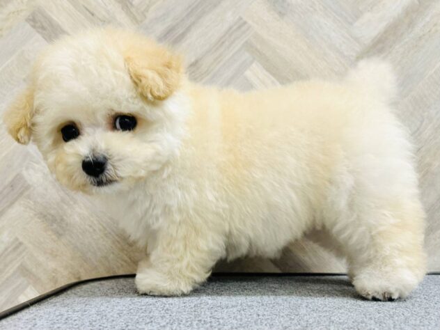 岡山県のハーフ犬・ミックス犬 (アミーゴ水島店/2026年1月3日生まれ/女の子/クリーム)の子犬の4枚目の画像