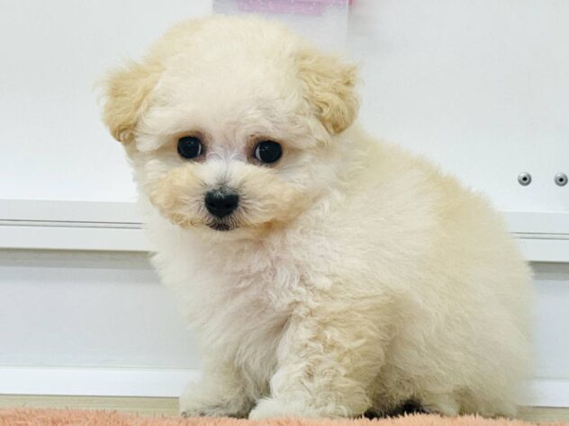 岡山県のハーフ犬・ミックス犬 (アミーゴ水島店/2026年1月3日生まれ/女の子/クリーム)の子犬の2枚目の画像