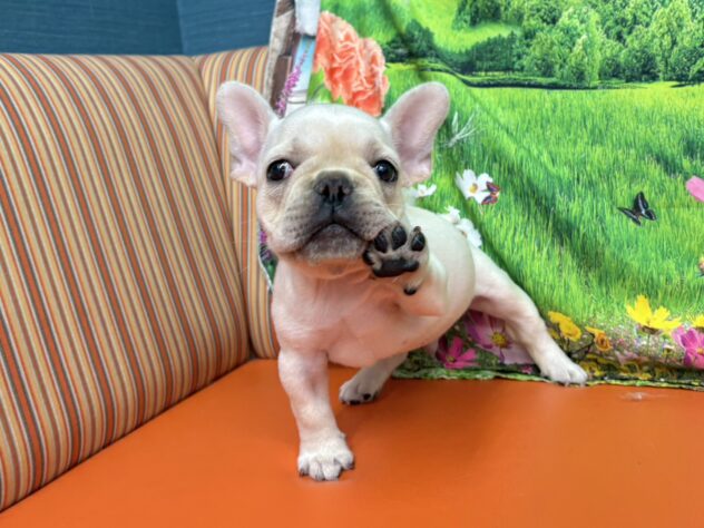 和歌山県のフレンチブルドッグ (アミーゴ和歌山太田店/2026年1月24日生まれ/男の子/クリーム)の子犬の2枚目の画像