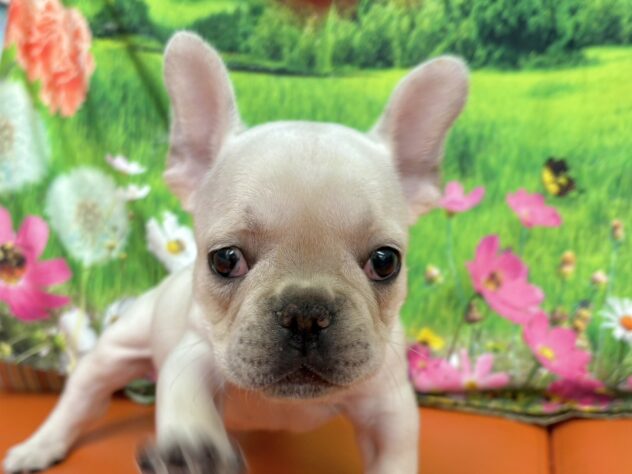 和歌山県のフレンチブルドッグ (アミーゴ和歌山太田店/2026年1月24日生まれ/男の子/クリーム)の子犬の1枚目の画像