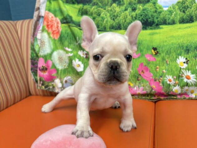 和歌山県のフレンチブルドッグ (アミーゴ和歌山太田店/2026年1月24日生まれ/男の子/クリーム)の子犬の3枚目の画像