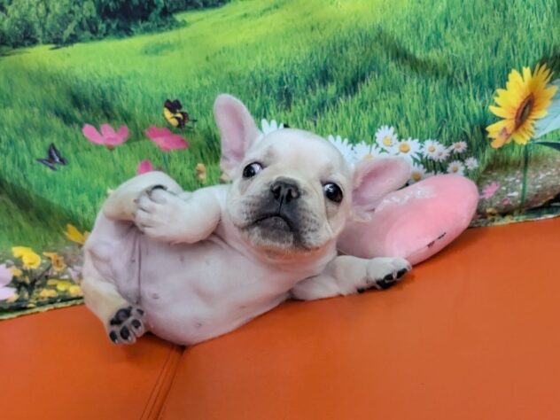 和歌山県のフレンチブルドッグ (アミーゴ和歌山太田店/2026年1月24日生まれ/男の子/クリーム)の子犬の4枚目の画像