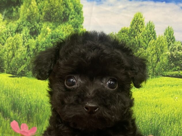 和歌山県のトイプードル(トイ) (アミーゴ和歌山太田店/2026年1月26日生まれ/女の子/ブラック)の子犬の1枚目の画像