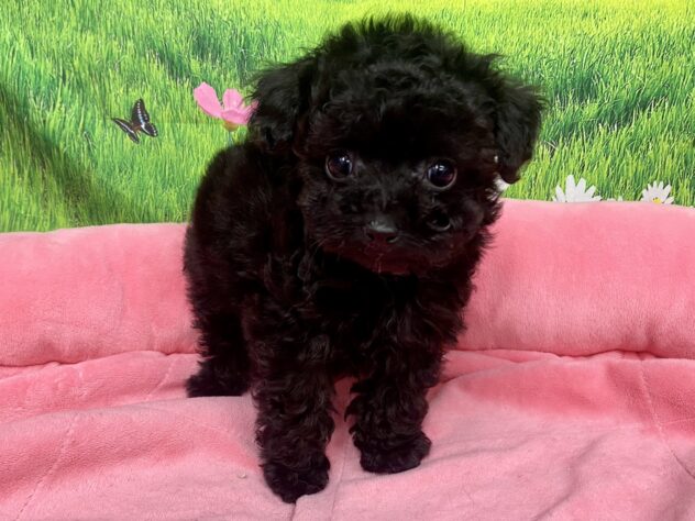 和歌山県のトイプードル(トイ) (アミーゴ和歌山太田店/2026年1月26日生まれ/女の子/ブラック)の子犬の2枚目の画像