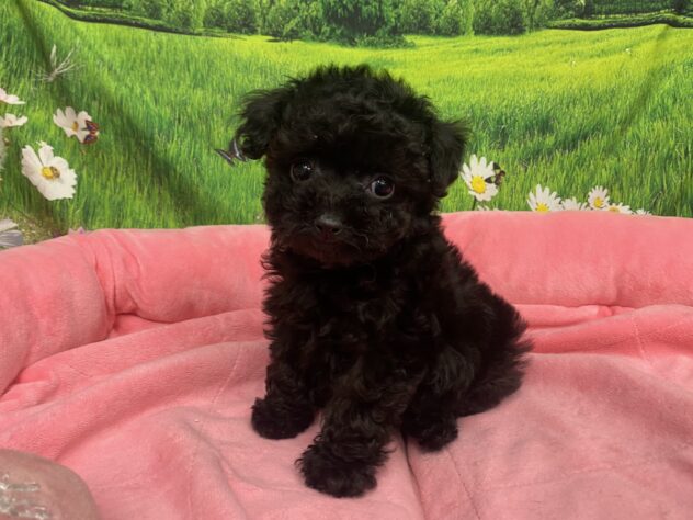 和歌山県のトイプードル(トイ) (アミーゴ和歌山太田店/2026年1月26日生まれ/女の子/ブラック)の子犬の3枚目の画像