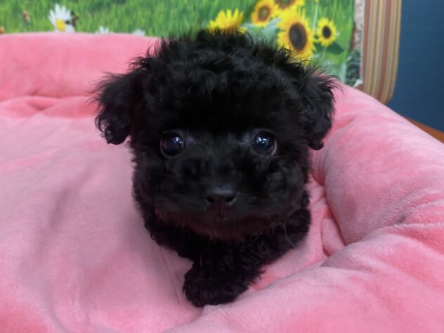 和歌山県のトイプードル(トイ) (アミーゴ和歌山太田店/2026年1月26日生まれ/女の子/ブラック)の子犬の4枚目の画像