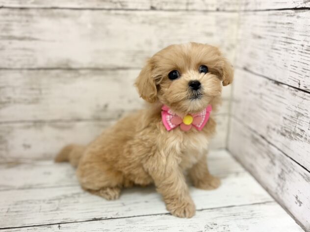 福島県のハーフ犬・ミックス犬 (アミーゴいわき店/2026年1月15日生まれ/女の子/アプリコット)の子犬の2枚目の画像