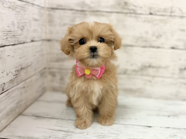 福島県のハーフ犬・ミックス犬 (アミーゴいわき店/2026年1月15日生まれ/女の子/アプリコット)の子犬の1枚目の画像