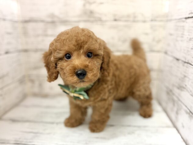 福島県のトイプードル(トイ) (アミーゴいわき店/2026年1月23日生まれ/男の子/レッド)の子犬の2枚目の画像