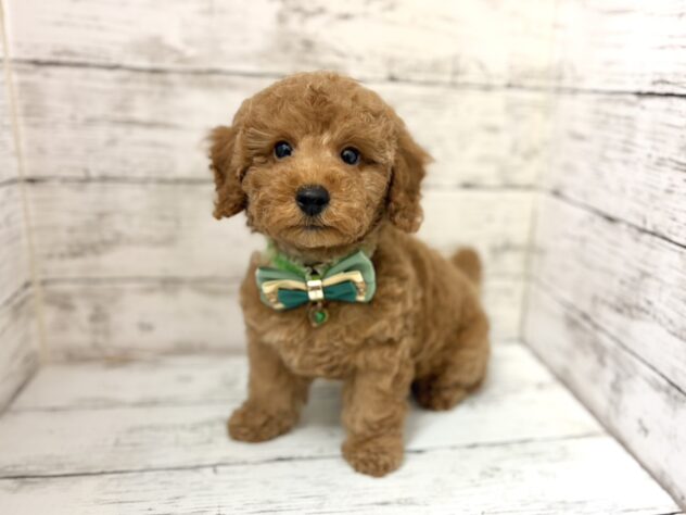 福島県のトイプードル(トイ) (アミーゴいわき店/2026年1月23日生まれ/男の子/レッド)の子犬の1枚目の画像