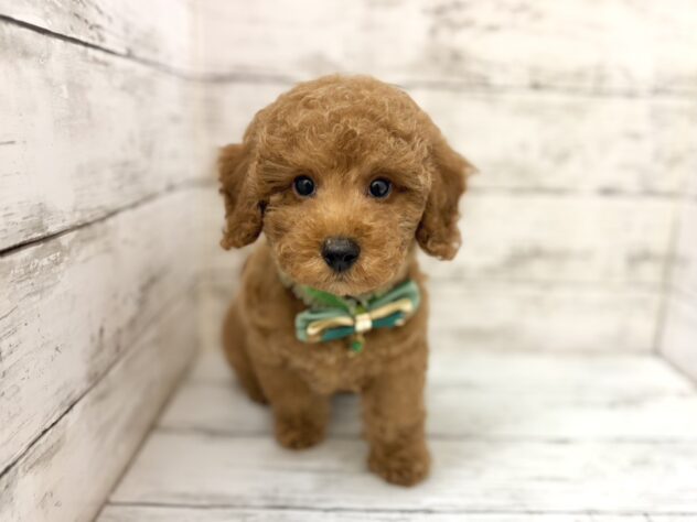 福島県のトイプードル(トイ) (アミーゴいわき店/2026年1月23日生まれ/男の子/レッド)の子犬の3枚目の画像