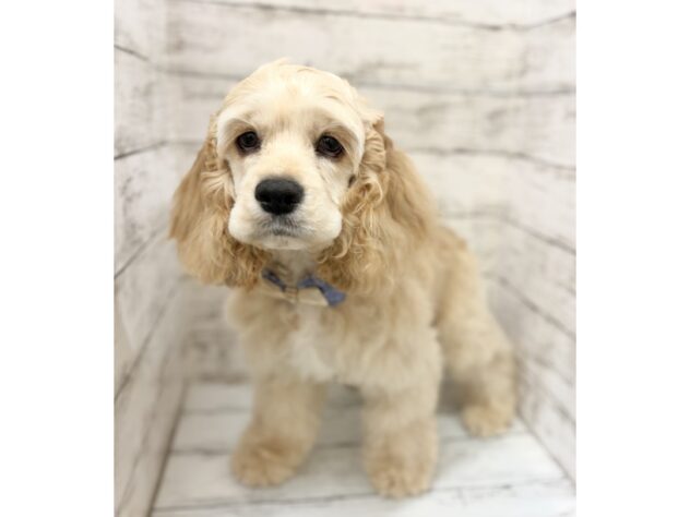 福島県のアメリカンコッカースパニエル (アミーゴいわき店/2025年11月15日生まれ/男の子/バフ)の子犬の2枚目の画像