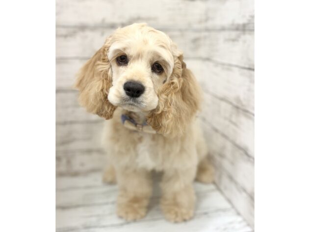 福島県のアメリカンコッカースパニエル (アミーゴいわき店/2025年11月15日生まれ/男の子/バフ)の子犬の1枚目の画像