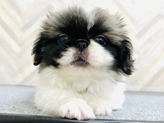 岡山県のペキニーズ (アミーゴ水島店/2026年1月28日生まれ/女の子/パーティーカラー)の子犬の2枚目の画像