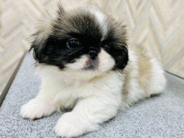 岡山県のペキニーズ (アミーゴ水島店/2026年1月28日生まれ/女の子/パーティーカラー)の子犬の3枚目の画像