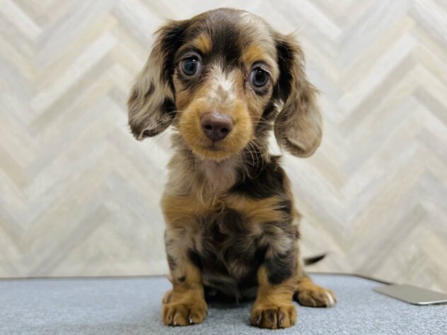 岡山県のミニチュアダックスフンド(ロング) (アミーゴ水島店/2026年1月26日生まれ/女の子/チョコレートダップル)の子犬の1枚目の画像