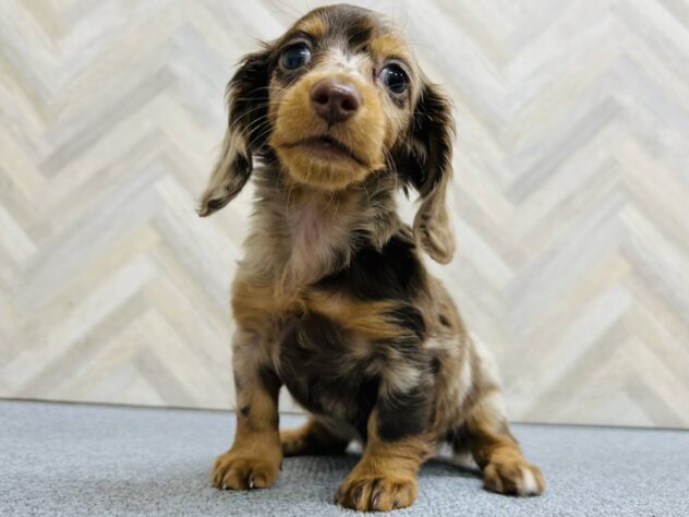 岡山県のミニチュアダックスフンド(ロング) (アミーゴ水島店/2026年1月26日生まれ/女の子/チョコレートダップル)の子犬の3枚目の画像