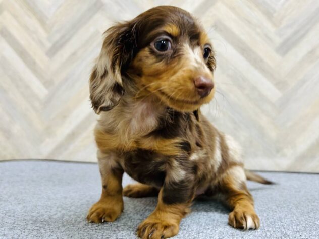 岡山県のミニチュアダックスフンド(ロング) (アミーゴ水島店/2026年1月26日生まれ/女の子/チョコレートダップル)の子犬の4枚目の画像