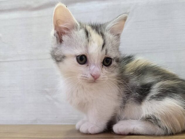 山形県のマンチカン (アミーゴ米沢店/2026年1月20日生まれ/女の子/キャリコ)の子猫の1枚目の画像