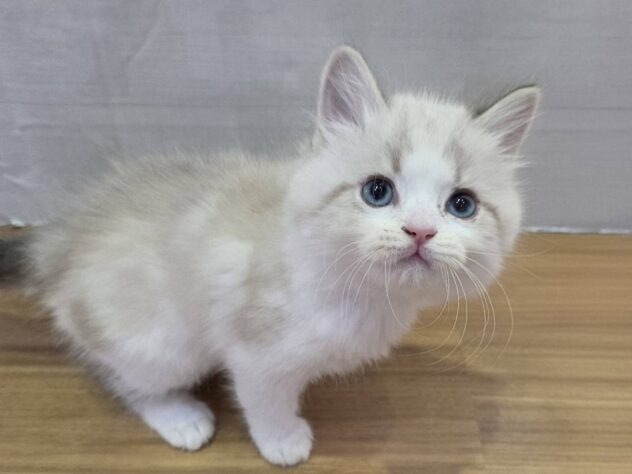 山形県のマンチカン (アミーゴ米沢店/2026年1月20日生まれ/男の子/ブルーポイント)の子猫の1枚目の画像