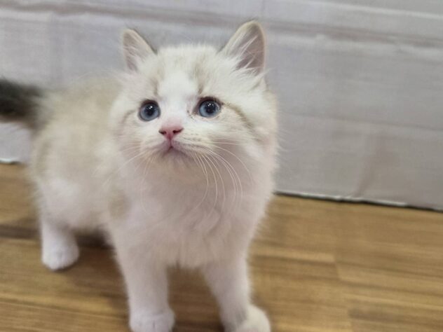 山形県のマンチカン (アミーゴ米沢店/2026年1月20日生まれ/男の子/ブルーポイント)の子猫の2枚目の画像