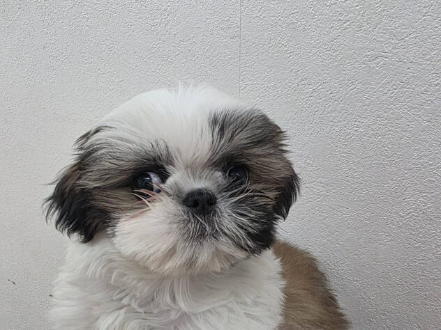 山形県のシーズー (アミーゴ米沢店/2026年1月2日生まれ/女の子/ゴールドホワイト)の子犬の2枚目の画像