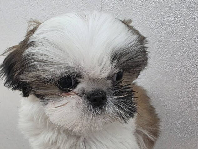 山形県のシーズー (アミーゴ米沢店/2026年1月2日生まれ/女の子/ゴールドホワイト)の子犬の1枚目の画像