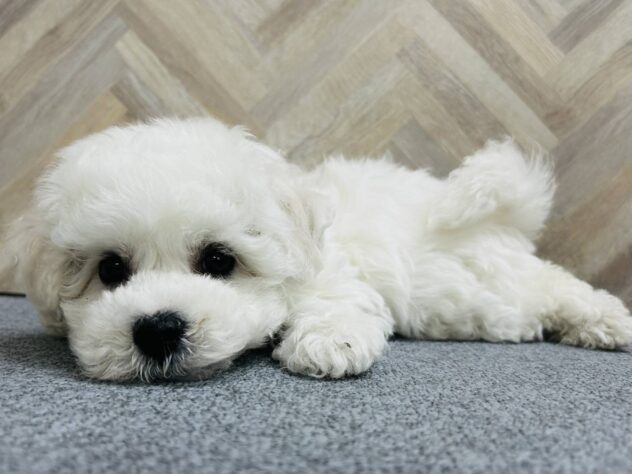 岡山県のビションフリーゼ (アミーゴ水島店/2026年1月26日生まれ/男の子/ホワイト)の子犬の2枚目の画像