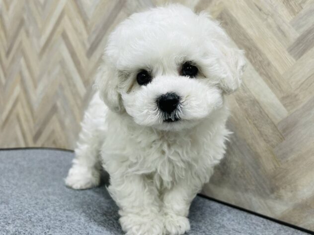 岡山県のビションフリーゼ (アミーゴ水島店/2026年1月26日生まれ/男の子/ホワイト)の子犬の3枚目の画像